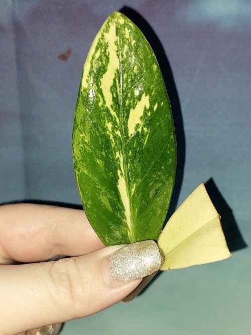 Zamioculcas Short Live Variegated