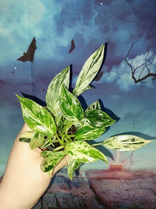 Philodendron Emerald Queen Marble