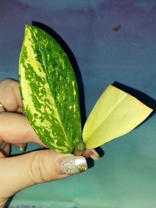 Zamioculcas Short Live Variegated