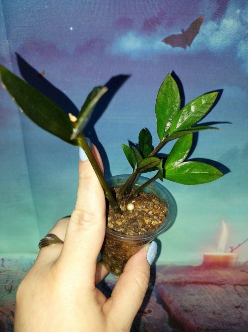 Zamioculcas Zamicro Dark