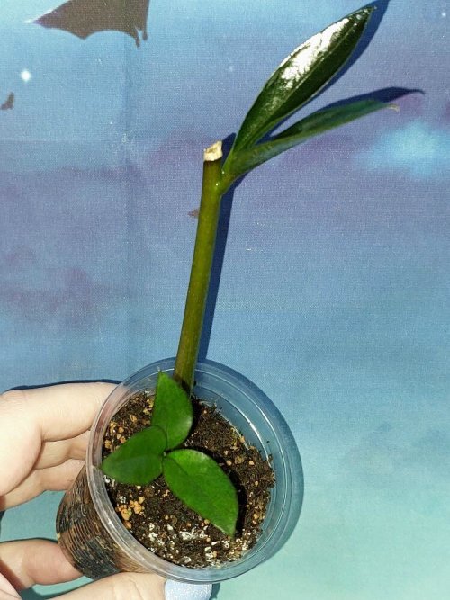 Zamioculcas Zamicro Dark
