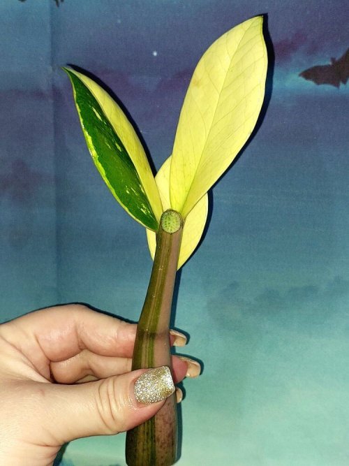 Zamioculcas Short Live Variegated