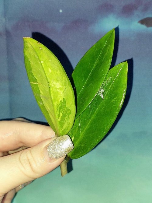 Zamioculcas Short Live Variegated