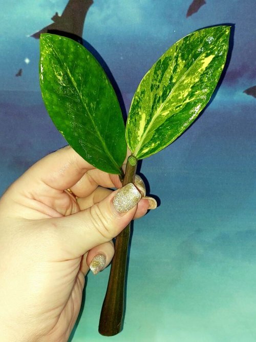 Zamioculcas Short Live Variegated
