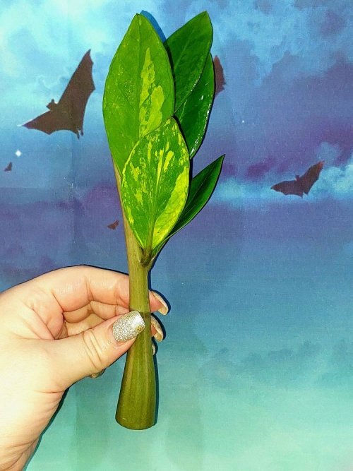 Zamioculcas Short Live Variegated