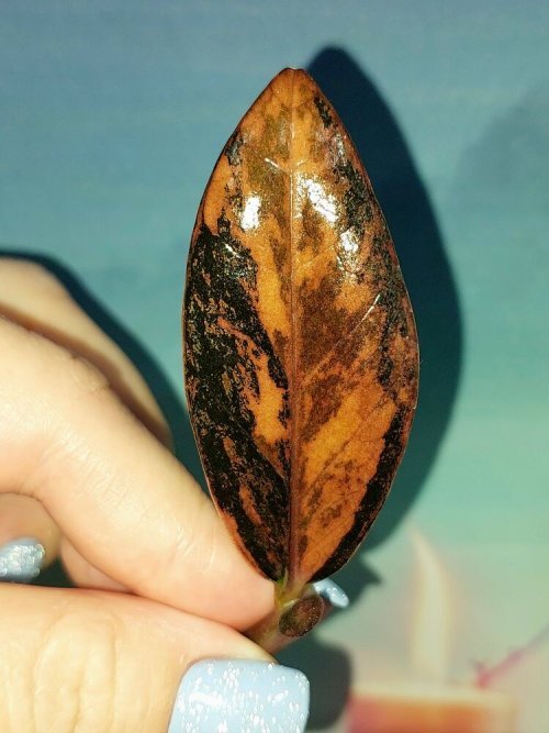 Zamioculcas Black Multicolors