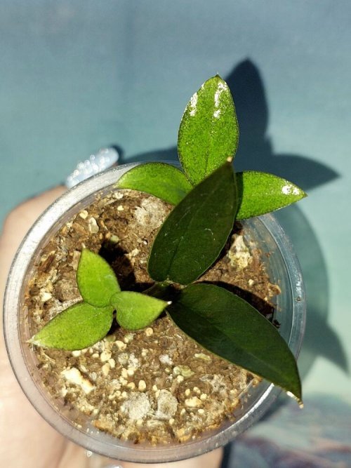 Zamioculcas Zamicro Dark