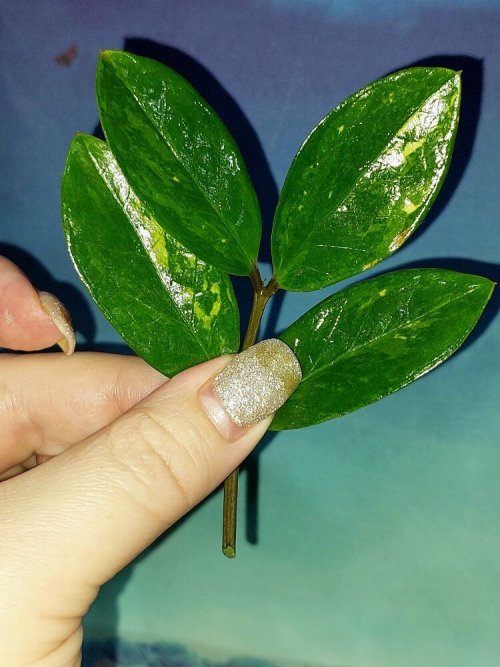 Zamioculcas Short Live Variegated