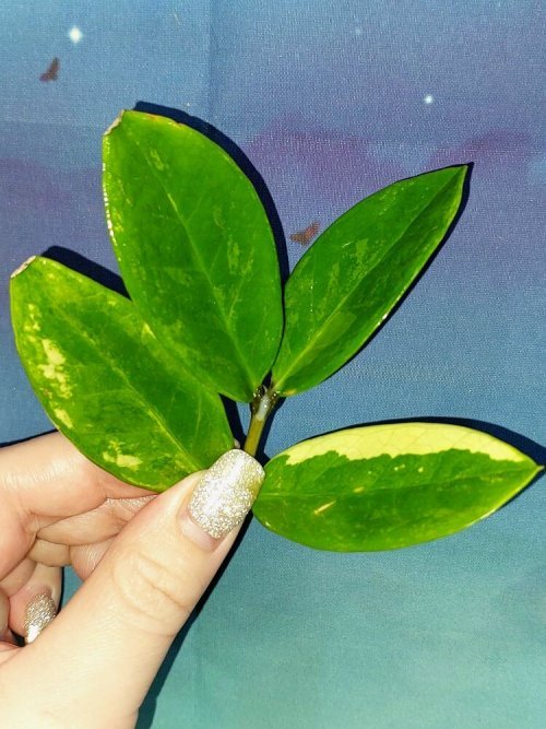 Zamioculcas Short Live Variegated