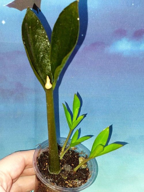 Zamioculcas Zamicro Dark