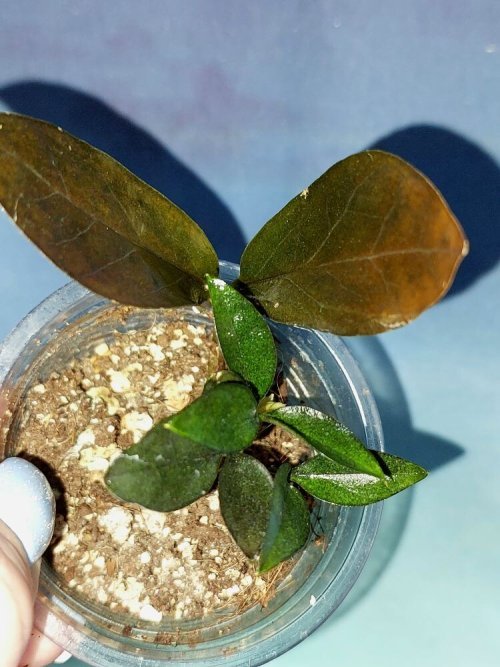 Zamioculcas Zamicro Dark