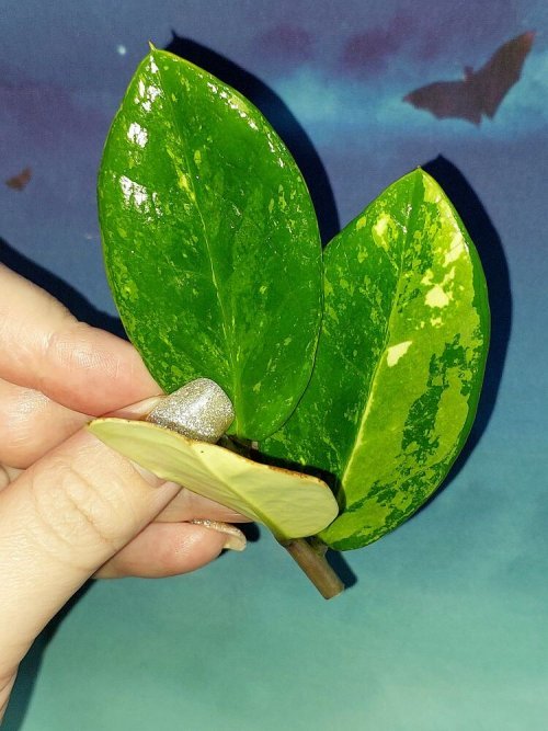 Zamioculcas Short Live Variegated