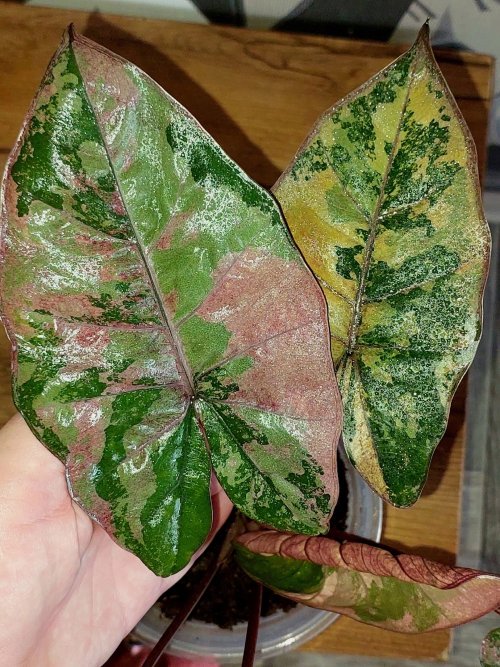 Alocasia Plumbea Nigra Pink variegated клубень