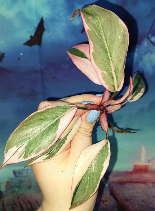 Philodendron Pink Princess Mutation