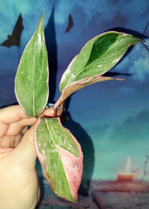 Philodendron Pink Princess Mutation