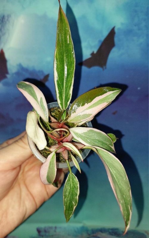 Philodendron Pink Princess Mutation