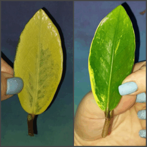 Zamioculcas Lemon