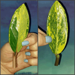 Zamioculcas Lemon