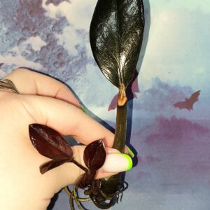 Zamioculcas Black Akebono