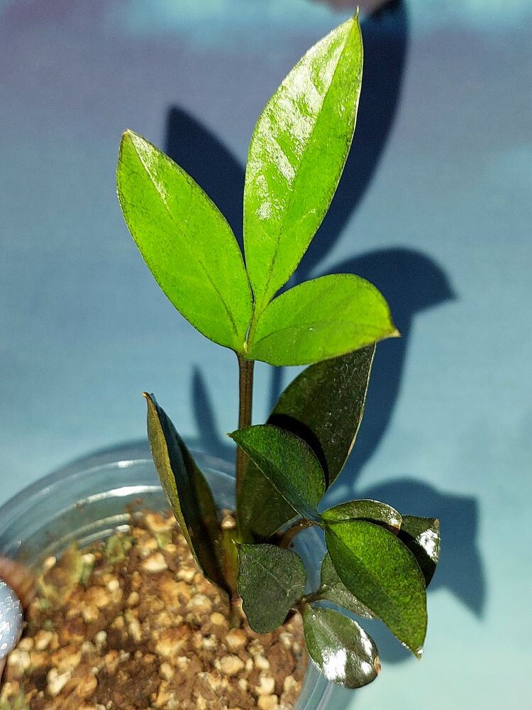 Zamioculcas Zamicro Dark