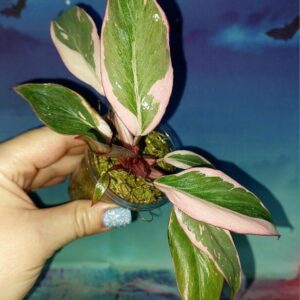 Philodendron Pink Princess Mutation
