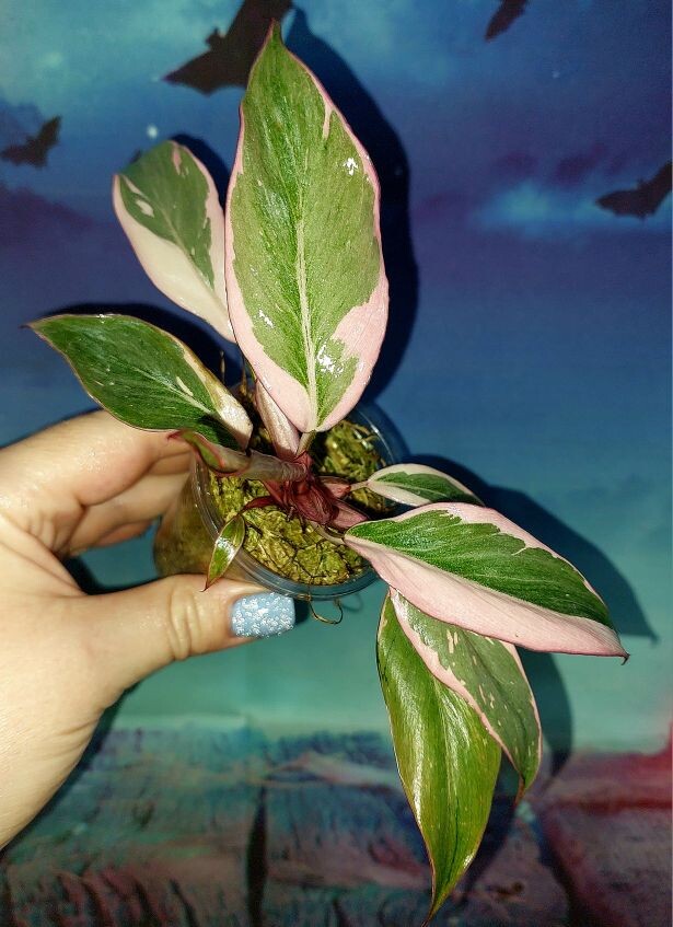 Philodendron Pink Princess Mutation