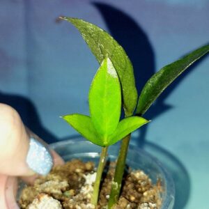 Zamioculcas Zamicro Dark