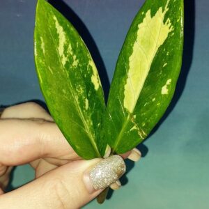 Zamioculcas Short Live Variegated