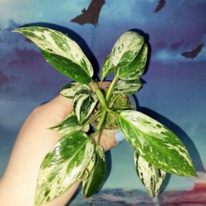Philodendron Emerald Queen Marble