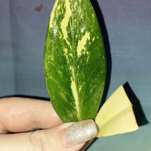 Zamioculcas Short Live Variegated