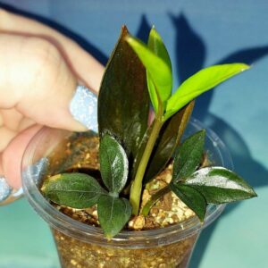 Zamioculcas Zamicro Dark