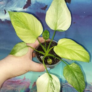 Philodendron Warszewiczii Variegated