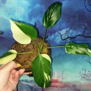 Philodendron Warszewiczii Variegated