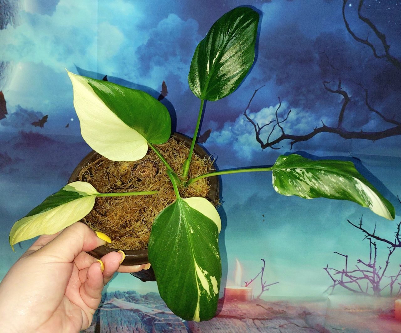 Philodendron Warszewiczii Variegated