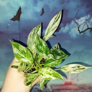 Philodendron Emerald Queen Marble