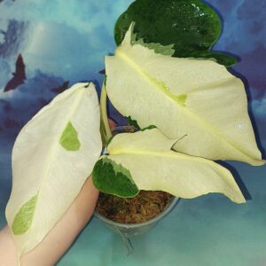 Monstera White Lava
