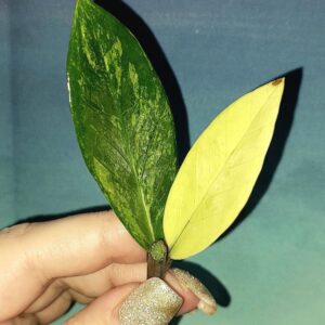 Zamioculcas Short Live Variegated