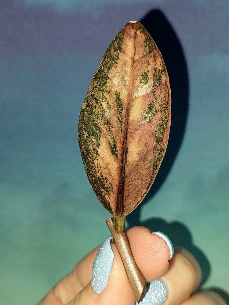 Zamioculcas Black Multicolors