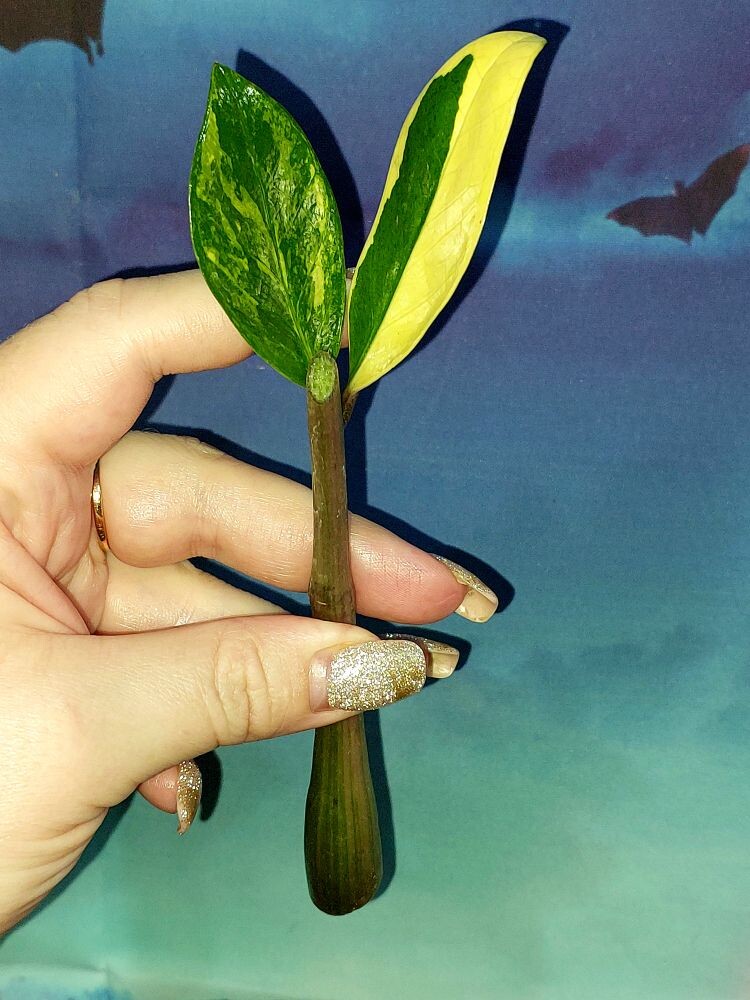 Zamioculcas Short Live Variegated