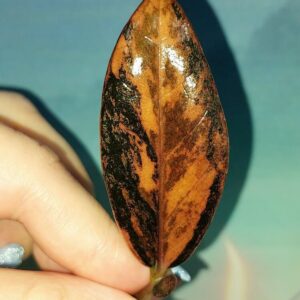 Zamioculcas Black Multicolors
