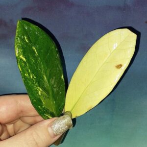 Zamioculcas Short Live Variegated