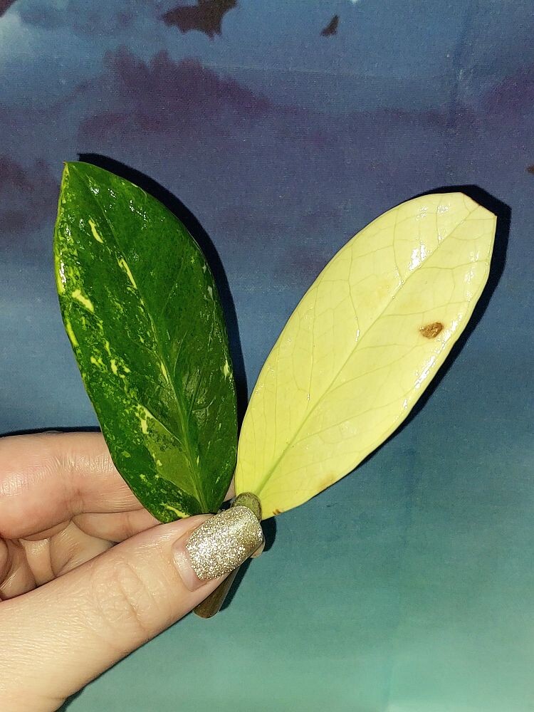 Zamioculcas Short Live Variegated