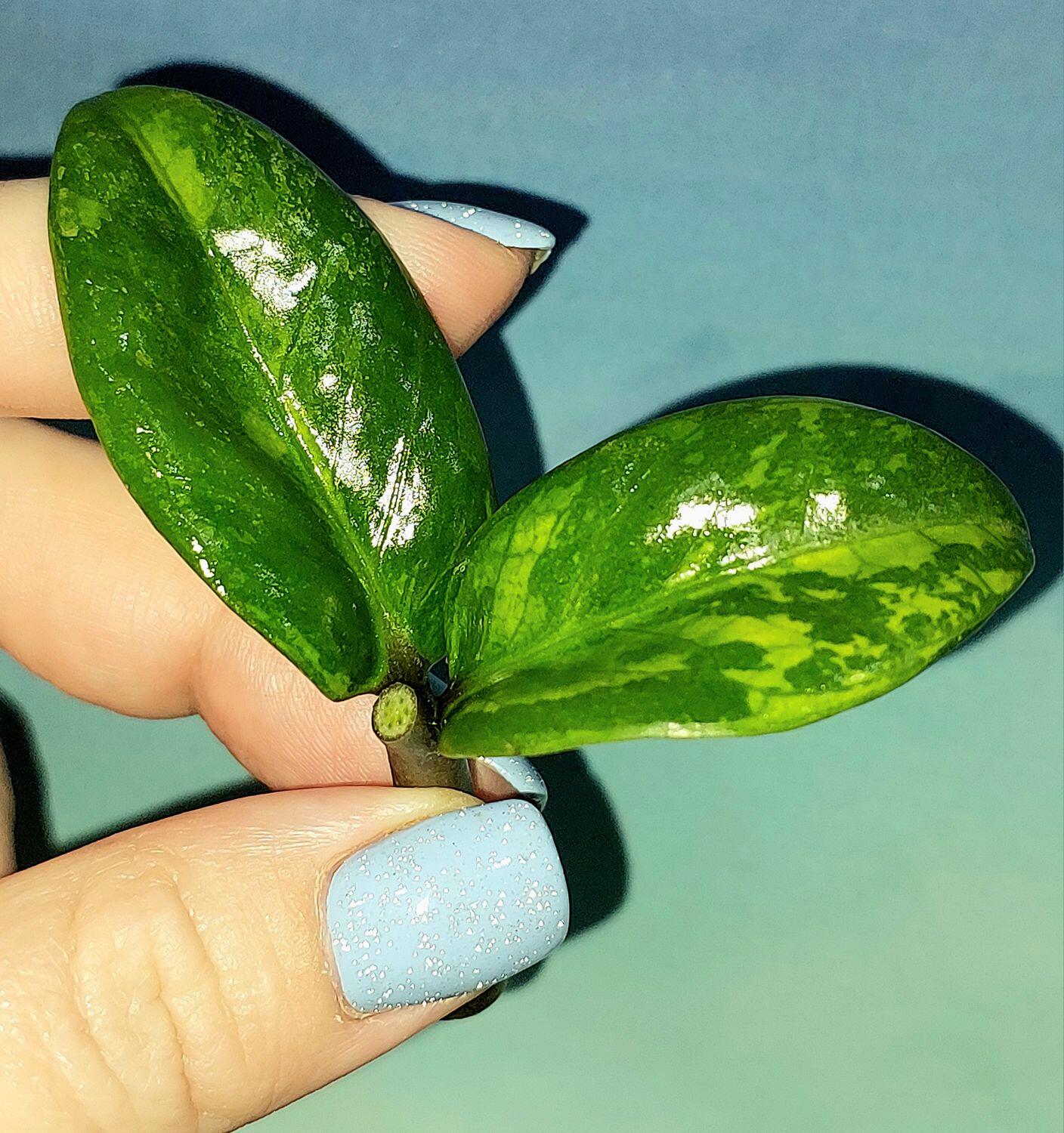 Zamioculcas Dwarf Variegated