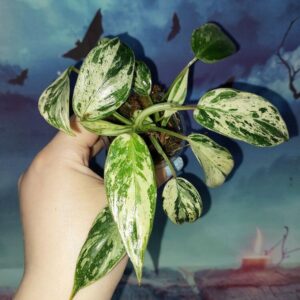 Philodendron Emerald Queen Marble