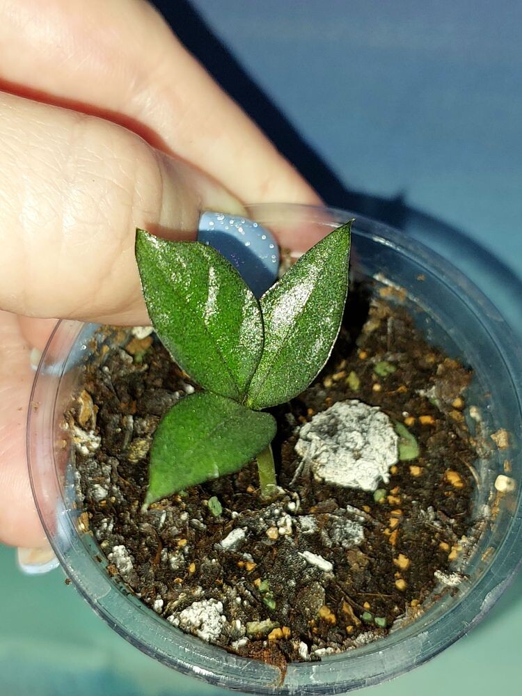 Zamioculcas Zamicro Dark