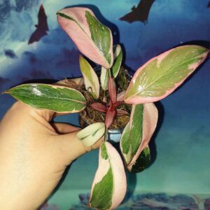 Philodendron Pink Princess Mutation