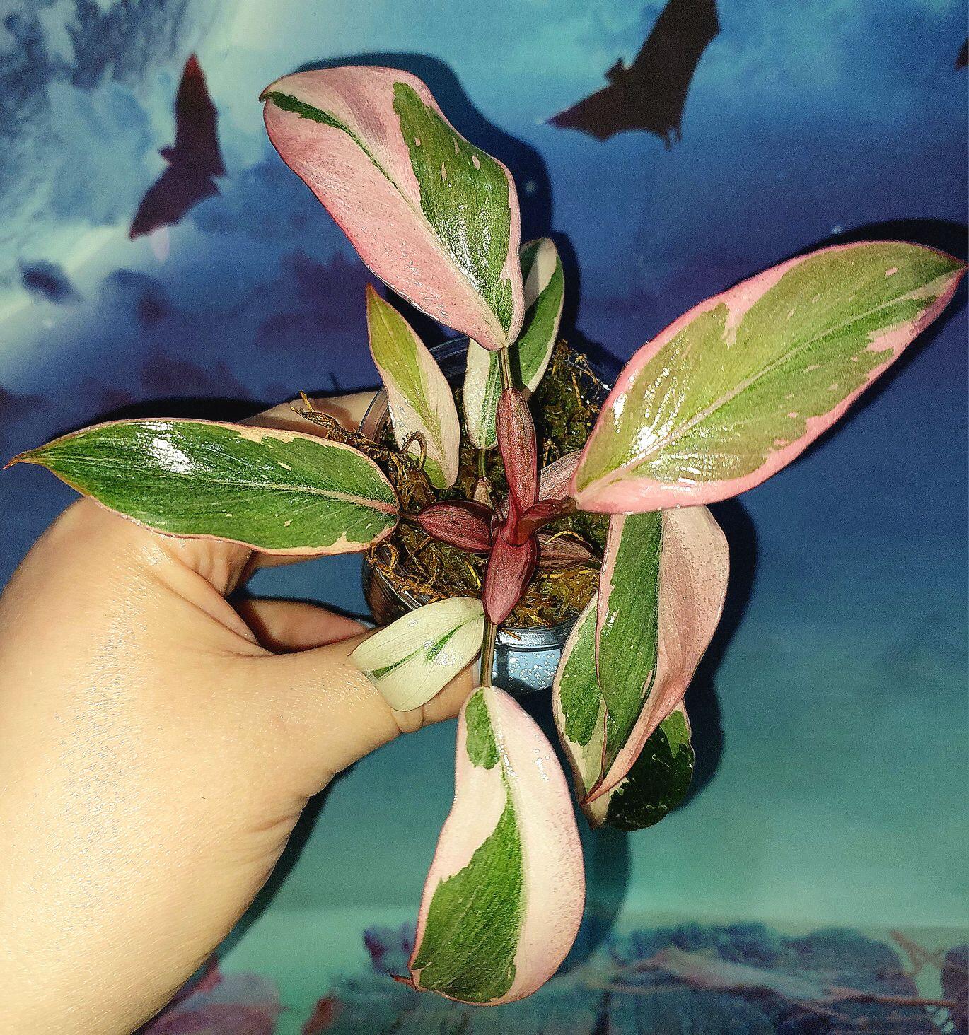 Philodendron Pink Princess Mutation