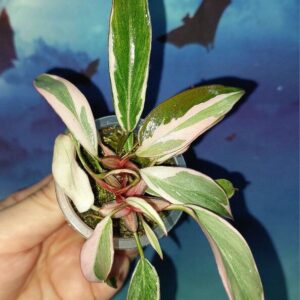 Philodendron Pink Princess Mutation