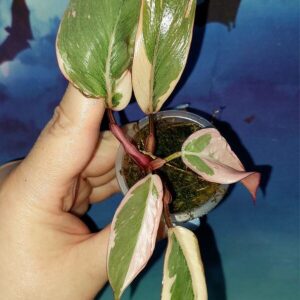 Philodendron Pink Princess Mutation