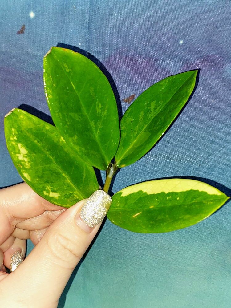 Zamioculcas Short Live Variegated